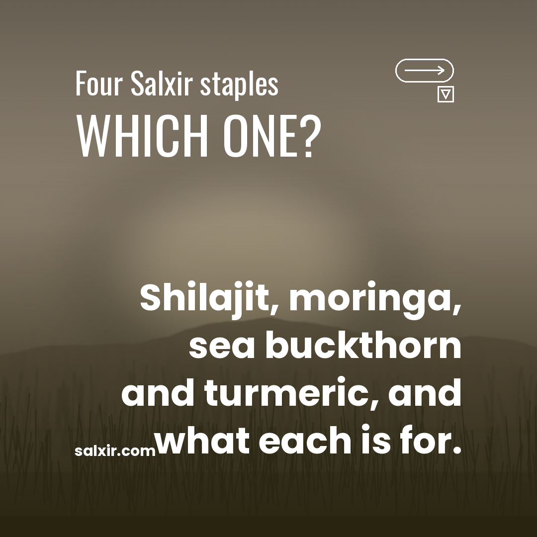 Dark dusk field background with the words Which one and a line about four Salxir staples: shilajit, moringa, sea buckthorn and turmeric
